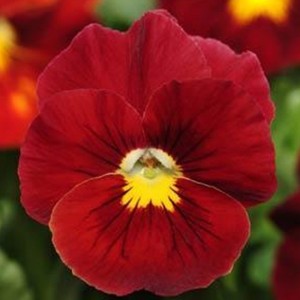 Виола крупноцветковая Селло Скарлет 100 семян